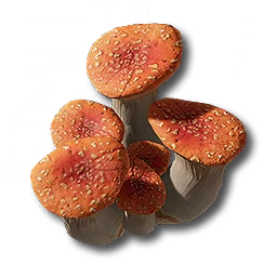 Ruby Bolete